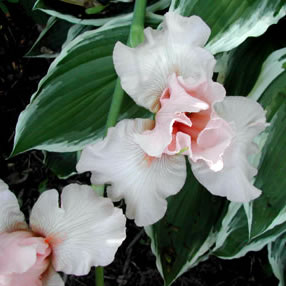Iris germanica Beverly Sills